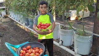 Cortando tomates tacana hidroponico con la ayuda de Luis Enrique [upl. by Juieta163]