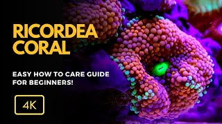 All About Ricordea Coral Ricordea spp Care Growth and Tips for Your Reef Aquarium [upl. by Beare]