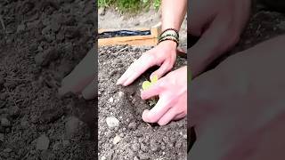 Dans le grand bain salade permaculture gardening [upl. by Gothurd129]