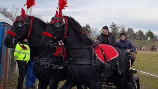 BOBOTEAZA 2024 LA FETESTI JUDETUL IALOMITA  DEFILARE CAI SI ATELAJE  FULL VIDEO [upl. by Goodill]