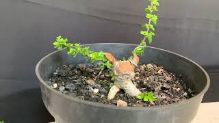 Premna Microphylla Small Bonsai [upl. by Kensell956]