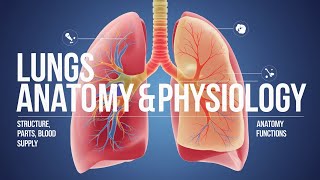 Lungs Structure amp Function Explained Anatomy Blood Supply Location Facts and Physiology [upl. by Ranie]