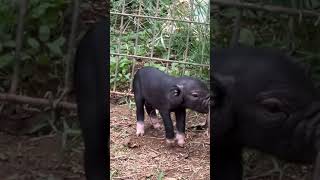 Day Old Meishan Girl Piglet Checks on Mom pig animals meishan gilt farming [upl. by Colb367]