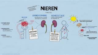 Uitleg examenstof biologie door SSL de nieren [upl. by Lyrak]