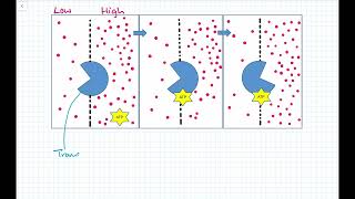 GCSE Active Transport Biology [upl. by Stewardson]