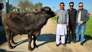 Zain Ul Abadin Bhai Ka Walima Zainulabadinvlogs  Mubashir Saddique  Village Food Secrets [upl. by Ail]