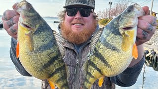 Giant Lake Erie Perch Limited Out 2024 [upl. by Ahsiuqel]