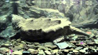 Aquaworld Macrochelys Temminckii [upl. by Eniledam61]