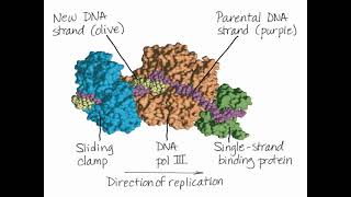 Chromosome Replication [upl. by Aetnahs]