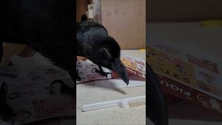 チラシを見て櫛を入れようとするハッピー カラス crow karasu かわいい まったり 日常 ほのぼの 鳥 birds 癒し [upl. by Inanaup]