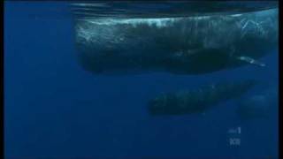 Sperm Whales Galapagos [upl. by Dlnaod]