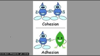 Adhesion and Cohesion [upl. by Enyalahs]