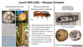 The Florida Avocado Industry risks and opportunities as part of a Avocado RootstockScion Workshop [upl. by Smailliw]