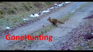 Fox hunting 2023  Shotkam videos [upl. by Kenzie850]