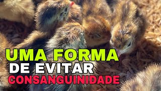 CODORNAS DE DESCARTE DE GRANJA DÁ PARA TIRAR FILHOTES  outra Forma de Forrar Pinteiro [upl. by Genevieve]