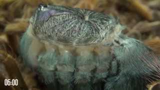 Tarantula molting is like alien from science fiction movie A must watch [upl. by Delfine737]