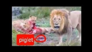 Lions Devour Unborn Piglet And Mother Warthog Alive [upl. by Anailuj]