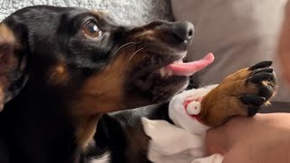 Dachshund Drama Opening an IV and a Surprise Bite for Dad [upl. by Romina]