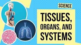 Tissues Organs and Systems  Science Lesson [upl. by Mariele819]