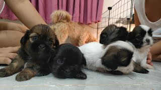 Shih Tzu PH006 Shih Tzu puppies growing up week 1 to week 6 [upl. by Gide614]