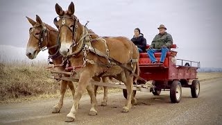 Driving Mules With Farmer Bob [upl. by Porush]