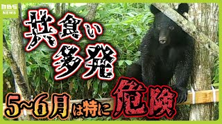 【相次ぐクマ被害】繁殖期の５～６月は「共食い」多発で特に危険！肉の味を覚えたクマは人を襲うおそれも（2024年5月23日） [upl. by Ximena159]