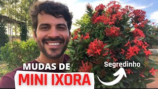 Como FAZER mudas de Mini Ixora  passo a passo e um segredinho [upl. by Coltson]