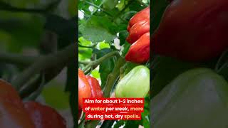 How to Grow San Marzano Tomatoes [upl. by Lednyc963]