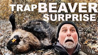 BEAVER TRAPPING  BIG SURPRISES [upl. by Retluoc603]