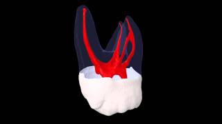 Maxillary Second Molar  Prof Marco Versiani [upl. by Rihana171]