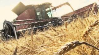 Custom combine crew reviews Case IH combines [upl. by Dessma]