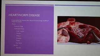 Heartworm Disease and Prevention [upl. by Hogle]