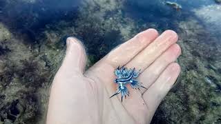 Blue dragon Nudibranch [upl. by Lubbi]