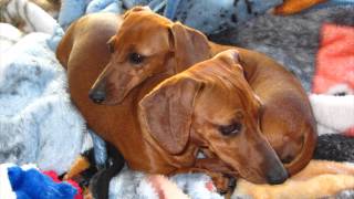 This Is a Happy Story Dachshund Puppy Dogs Rescued amp Spoiled Playing With Toys amp Laser Pointer [upl. by Ahseenal14]