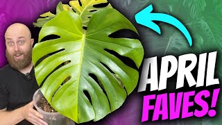 A Variegated Bonanza  Aprils Favourite Plants  Monstera amp Philodendron [upl. by Cire]