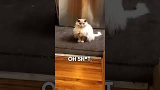 Albert the cat don’t look to happy with owner funny catlover pets [upl. by Lyrrehs]