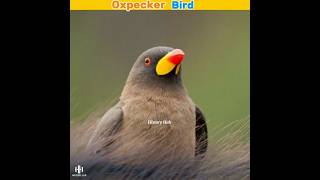 Oxpecker Doctor Bird 😳  HistoryHub shorts [upl. by Monsour]