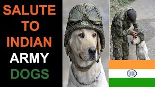 Salute To Indian Army Dog Squad In Hindi  Independence Day Special  The Ultimate Channel [upl. by Madelene107]