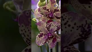 TUTO Comment garder et faire refleurir ses orchidées [upl. by Madelyn]