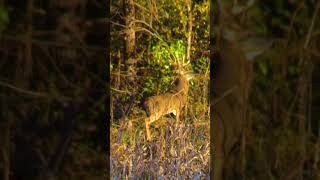 Nice Buck Cruising Edge Habitat [upl. by Raseda]