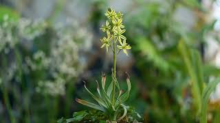 Albuca concordiana in bloom [upl. by Stalder166]