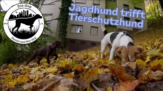 Jagdhund Welpe trifft Tierschutzhündin I Deutsch Kurzhaar Azora und ihre erste Freundin [upl. by Gnod262]