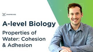 Properties of Water Cohesion and Adhesion  Alevel Biology  OCR AQA Edexcel [upl. by Jehias]