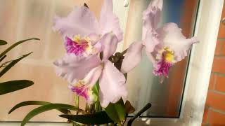 Cattleya lueddemanniana alba OMG x caerulea Siquesique [upl. by Anid]