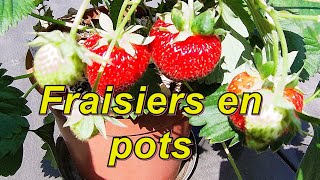 fraisiers en pots  quel terreau choisir [upl. by Latsryc182]