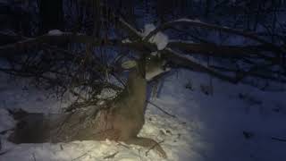 Late Season Archery 2024  Buck Down [upl. by Ilyse739]