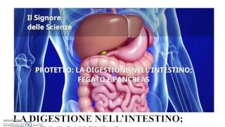 La Digestione  parte 2 Intestino il fegato e il pancreas [upl. by Ilse]