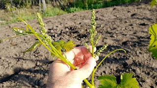 Stropirea vitei de vie cu bor  stimuleaza inflorirea si fecundarea florilor [upl. by Ettie]