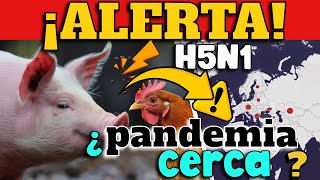 ¡ALERTA GRIPE AVIAR SE EXTIENDE DE MANERA GLOBAL Y AFECTA A CERDOS  ¿PANDEMIA CERCA [upl. by Gena]