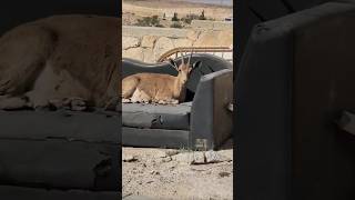 IBEX on A Sofaquot 😂🏜 ibex animals chillout [upl. by Yeuh]